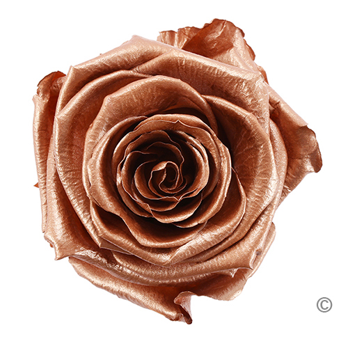 Rose Gold preserved rose - soft and romantic